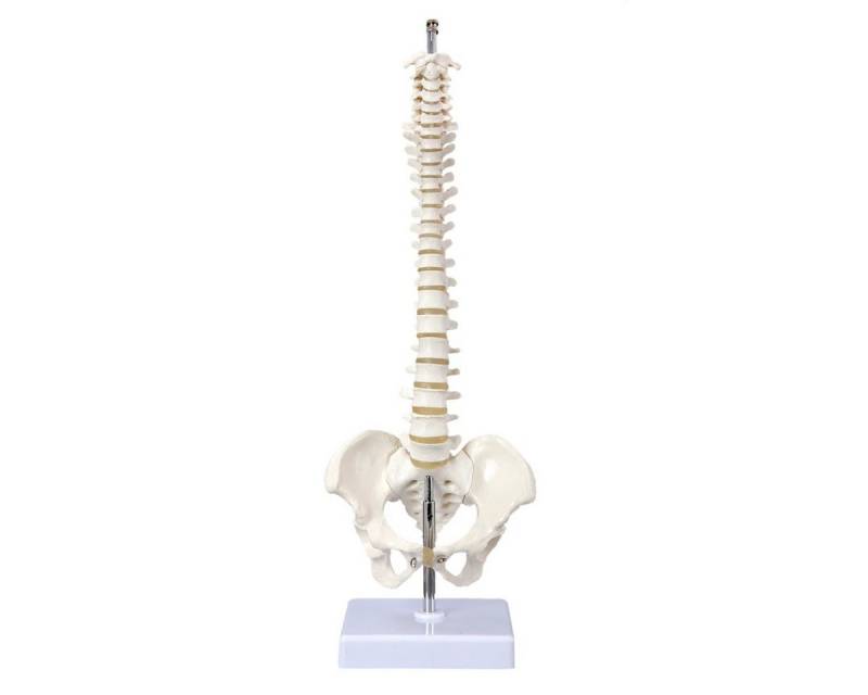 Cranstein Scientific Dekoobjekt Mini Wirbelsäule Anatomie Modell ca 40cm flexibel auf Stativ stehend Cranstein Scientific Dekoobjekt Mini Wirbelsäule Anatomie Modell ca 40cm flexibel auf Stativ stehend von Cranstein Scientific