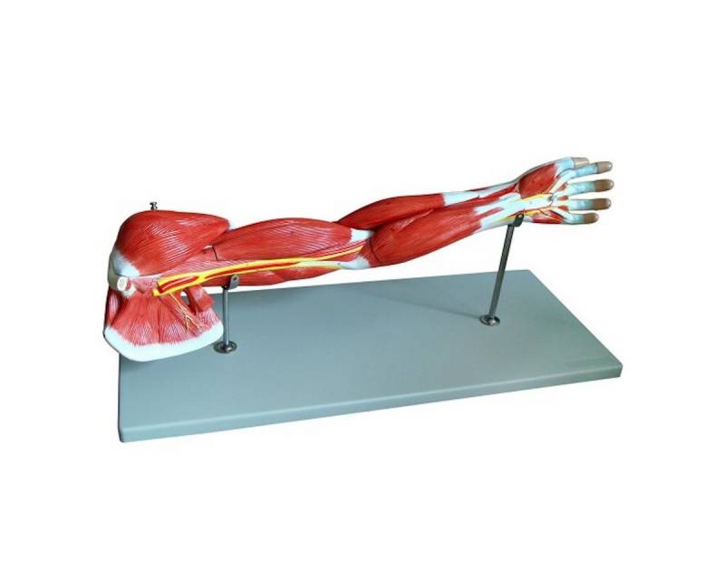 Cranstein Scientific Dekoobjekt Muskelarm Anatomie Modell lebensgroß 7 teilig Arm Muskulatur auf Stat Cranstein Scientific Dekoobjekt Muskelarm Anatomie Modell lebensgroß 7 teilig Arm Muskulatur auf Stat von Cranstein Scientific