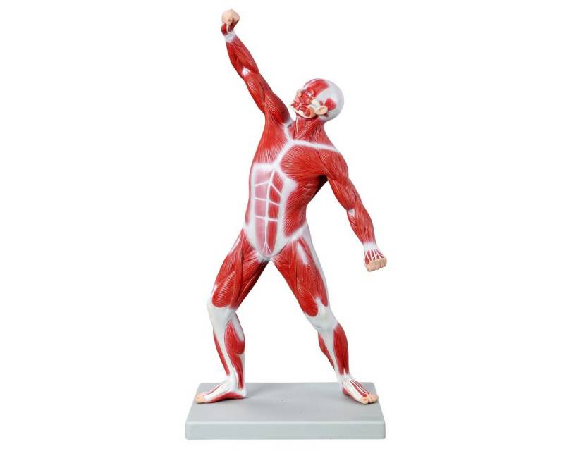 Cranstein Scientific Dekoobjekt Muskelfigur Anatomie Modell 50cm Ganzkörper Körpermuskulatur auf Stati Cranstein Scientific Dekoobjekt Muskelfigur Anatomie Modell 50cm Ganzkörper Körpermuskulatur auf Stati von Cranstein Scientific