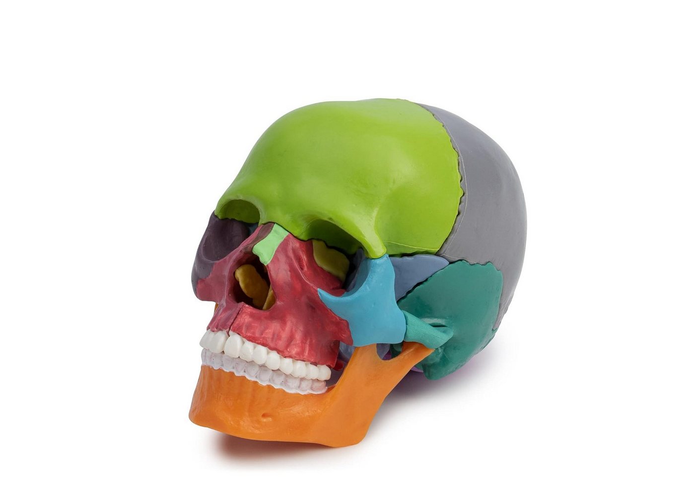 Cranstein Scientific Dekoobjekt Osteopathie Anatomie Schädel Modell ca halbe Größe 15 teilig didaktisc von Cranstein Scientific