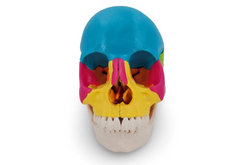 Cranstein Scientific Dekoobjekt Osteopathie Anatomie Schädel Modell lebensgroß 22 teilig didaktisch g Cranstein Scientific Dekoobjekt Osteopathie Anatomie Schädel Modell lebensgroß 22 teilig didaktisch g von Cranstein Scientific