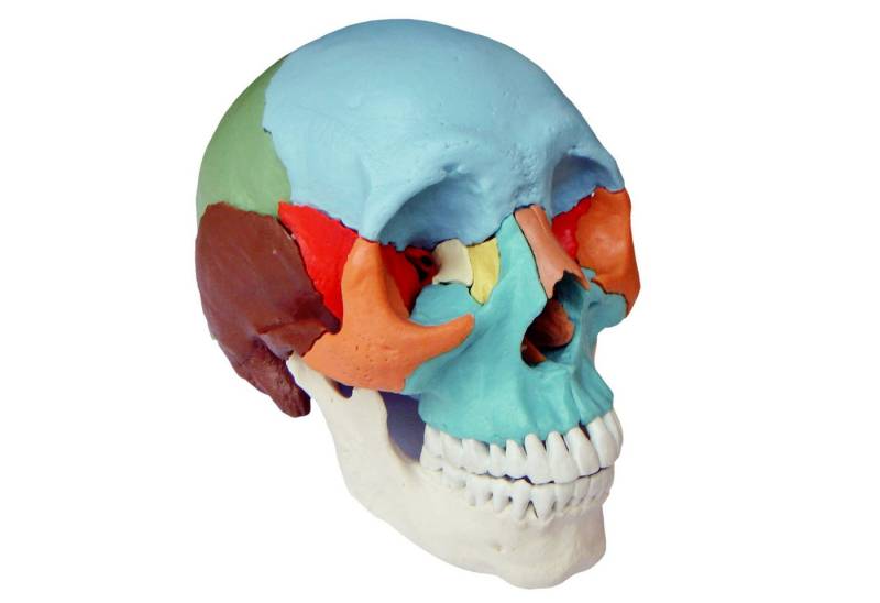 Cranstein Scientific Dekoobjekt Osteopathie Anatomie Schädel Modell lebensgroß 22 teilig didaktisch g Cranstein Scientific Dekoobjekt Osteopathie Anatomie Schädel Modell lebensgroß 22 teilig didaktisch g von Cranstein Scientific