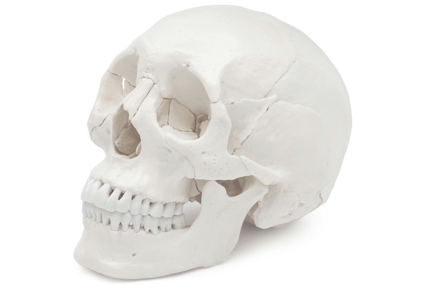 Cranstein Scientific Dekoobjekt Osteopathie Anatomie Schädel Modell lebensgroß 22 teilig weiß Cranstein Scientific Dekoobjekt Osteopathie Anatomie Schädel Modell lebensgroß 22 teilig weiß von Cranstein Scientific
