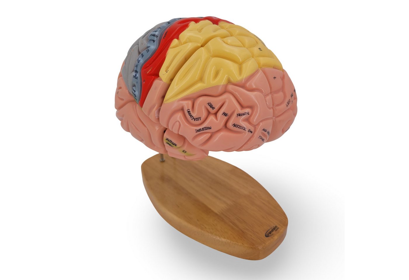 Cranstein Scientific Dekoobjekt Premium Gehirn Anatomie Modell 4-teilig 1,5x vergrößert nummeriert Cranstein Scientific Dekoobjekt Premium Gehirn Anatomie Modell 4-teilig 1,5x vergrößert nummeriert von Cranstein Scientific