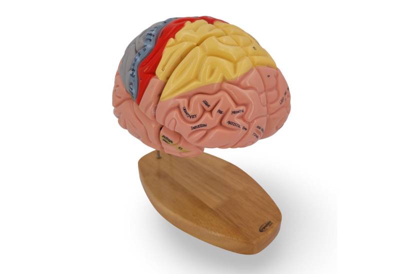 Cranstein Scientific Dekoobjekt Premium Gehirn Anatomie Modell 4-teilig 1,5x vergrößert nummeriert Cranstein Scientific Dekoobjekt Premium Gehirn Anatomie Modell 4-teilig 1,5x vergrößert nummeriert von Cranstein Scientific