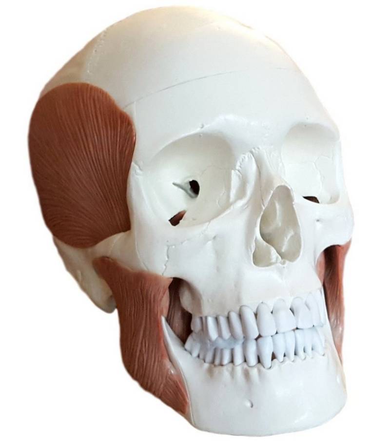 Cranstein Scientific Dekoobjekt Schädel Anatomie Modell lebensgroß 3 teilig Kaumuskulatur Kalotte abne Cranstein Scientific Dekoobjekt Schädel Anatomie Modell lebensgroß 3 teilig Kaumuskulatur Kalotte abne von Cranstein Scientific