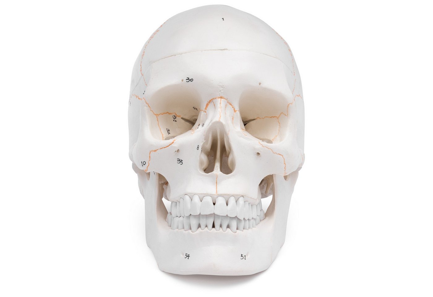Cranstein Scientific Dekoobjekt Schädel Anatomie Modell lebensgroß 3 teilig Knochennummerierung Kiefer von Cranstein Scientific