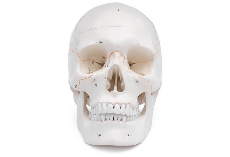 Cranstein Scientific Dekoobjekt Schädel Anatomie Modell lebensgroß 3 teilig Knochennummerierung Kiefer Cranstein Scientific Dekoobjekt Schädel Anatomie Modell lebensgroß 3 teilig Knochennummerierung Kiefer von Cranstein Scientific
