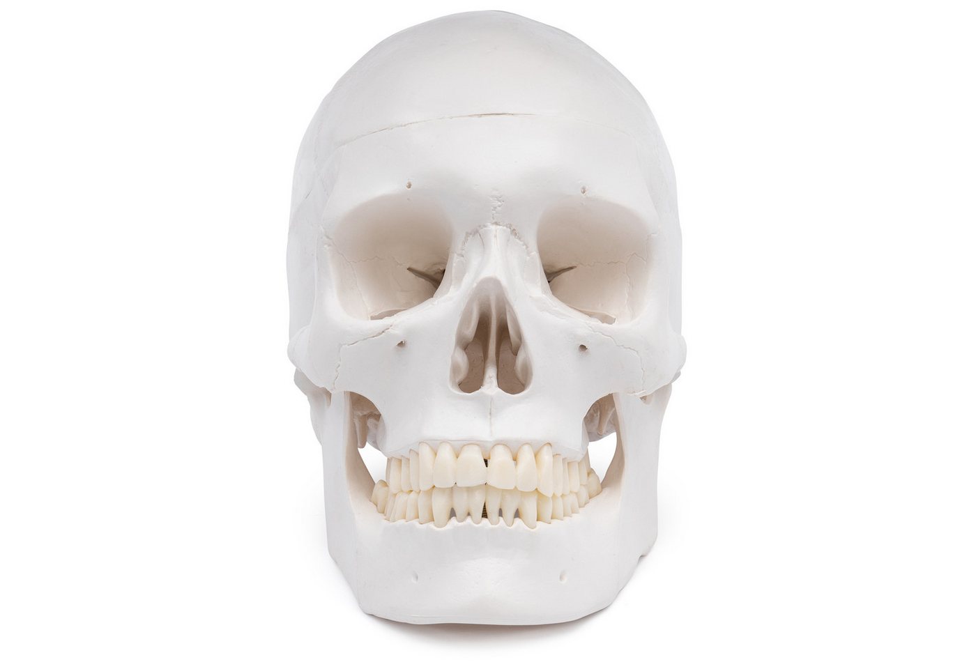 Cranstein Scientific Dekoobjekt Schädel Anatomie Modell lebensgroß 3 teilig Zähne in Elfenbeinfarbe von Cranstein Scientific