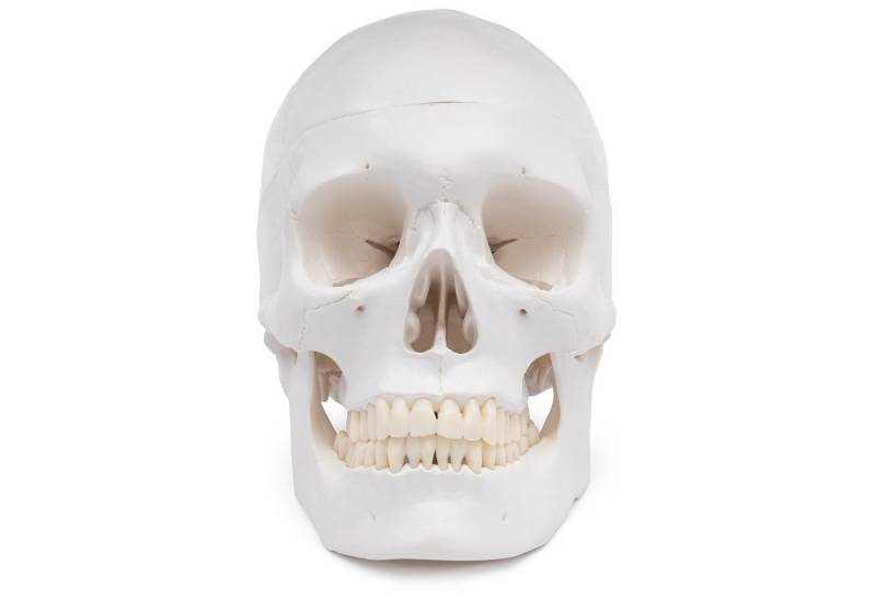 Cranstein Scientific Dekoobjekt Schädel Anatomie Modell lebensgroß 3 teilig Zähne in Elfenbeinfarbe von Cranstein Scientific