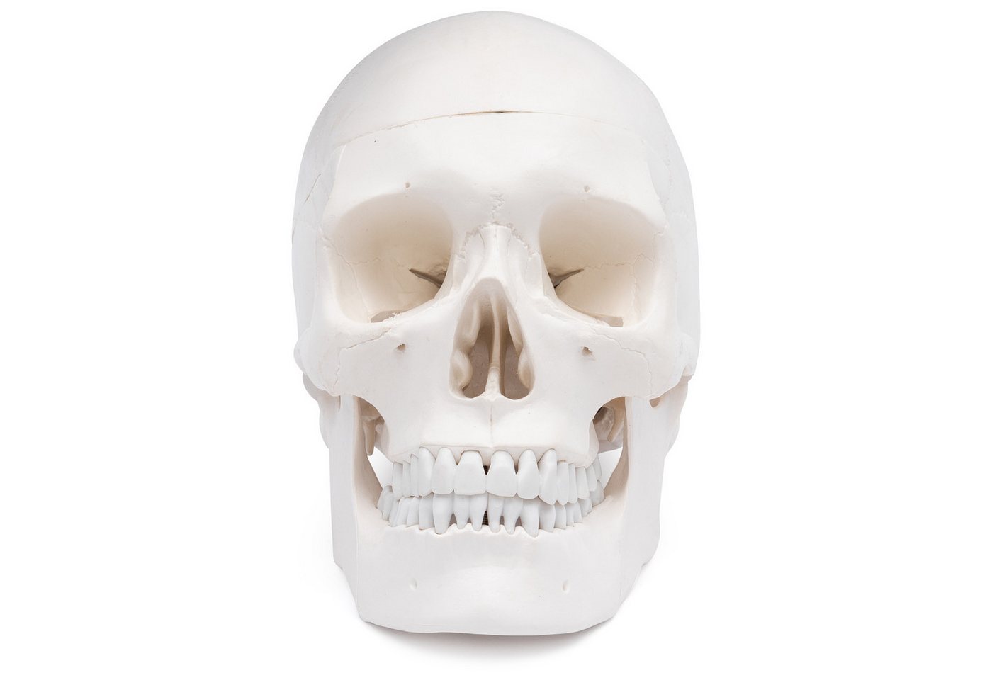 Cranstein Scientific Dekoobjekt Schädel Anatomie Modell lebensgroß 3 teilig bewegliche Kiefer Kalotte von Cranstein Scientific