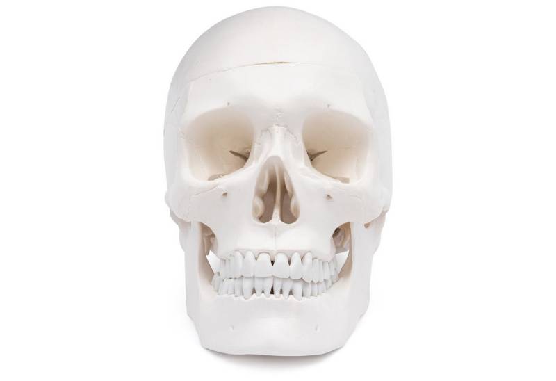 Cranstein Scientific Dekoobjekt Schädel Anatomie Modell lebensgroß 3 teilig bewegliche Kiefer Kalotte von Cranstein Scientific