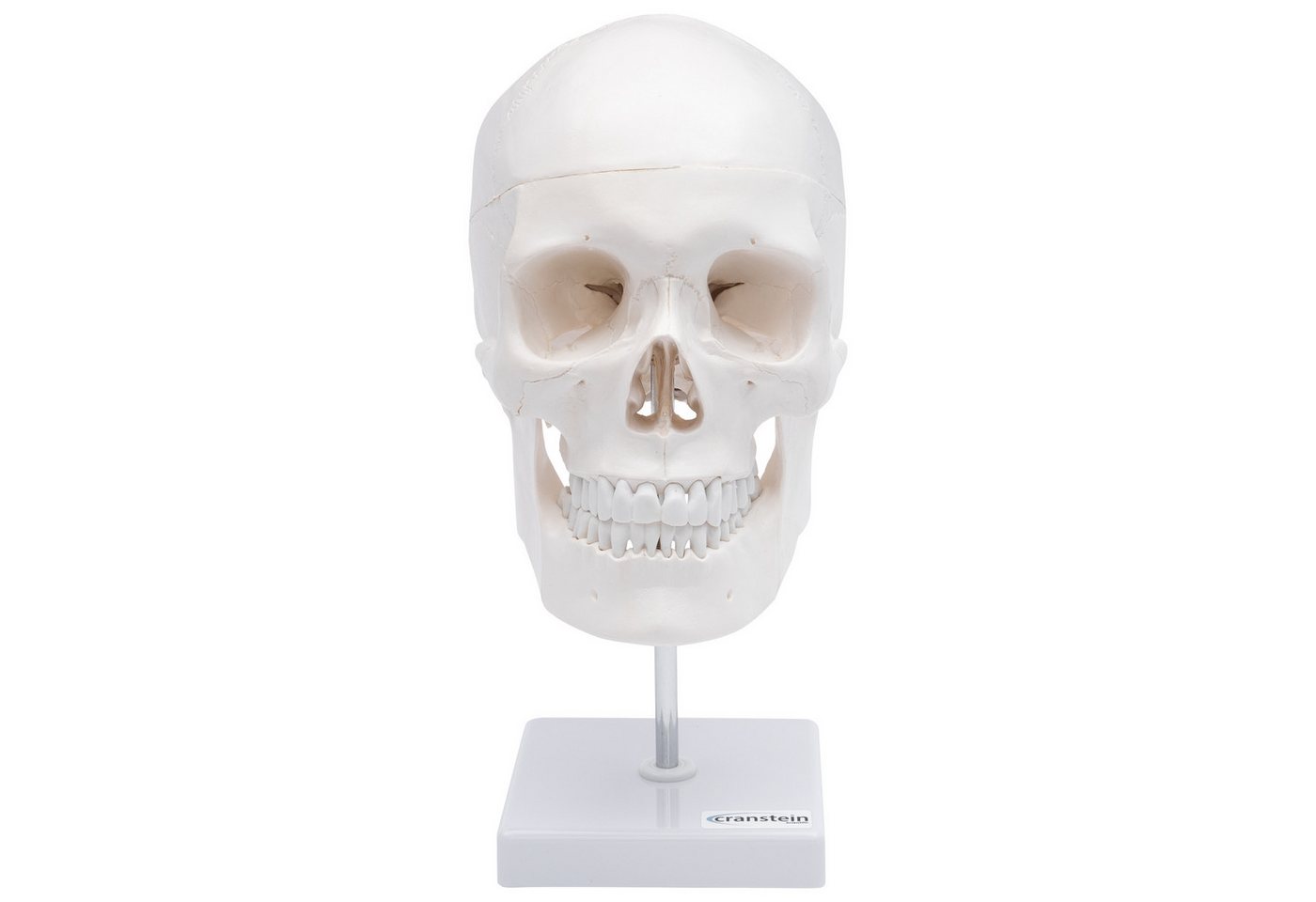 Cranstein Scientific Dekoobjekt Schädel Anatomie Modell lebensgroß 3 teilig bewegliche Kiefer auf Stat von Cranstein Scientific