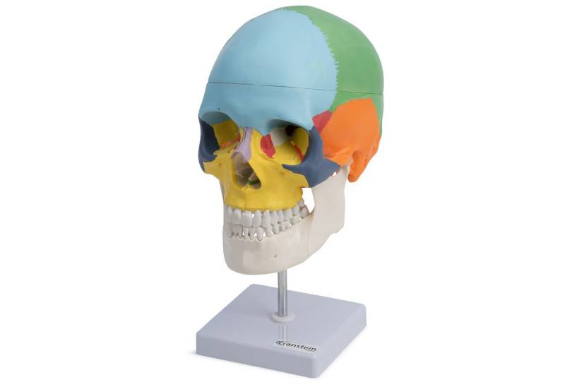 Cranstein Scientific Dekoobjekt Schädel Anatomie Modell lebensgroß 3 teilig didaktisch gefärbt auf Sta von Cranstein Scientific