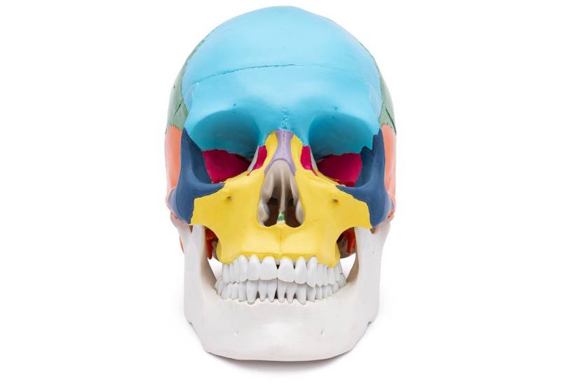 Cranstein Scientific Dekoobjekt Schädel Anatomie Modell lebensgroß 3 teilig didaktisch gefärbt von Cranstein Scientific