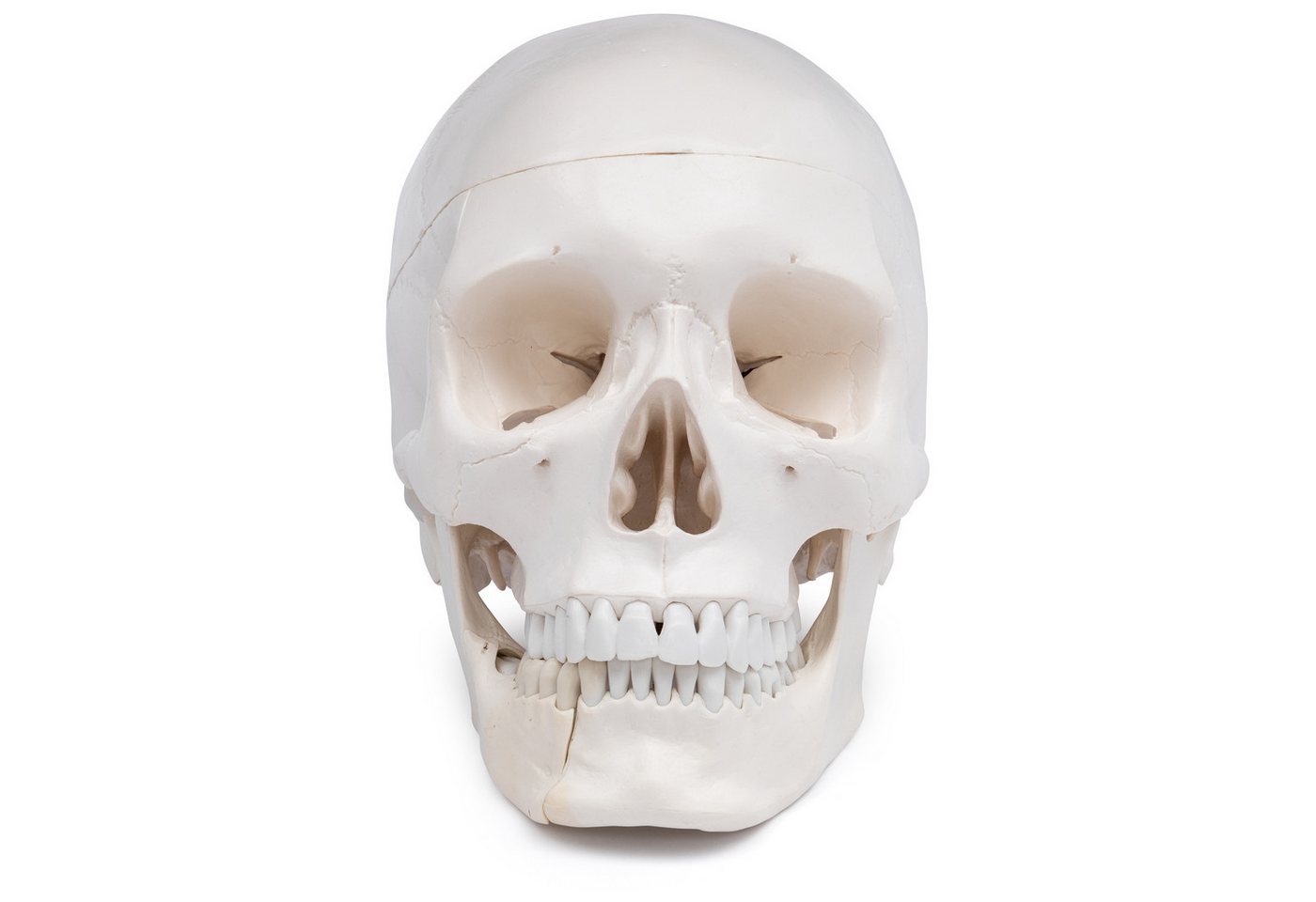 Cranstein Scientific Dekoobjekt Schädel Anatomie Modell lebensgroß 4 teilig Dental mit Unterkieferklap von Cranstein Scientific