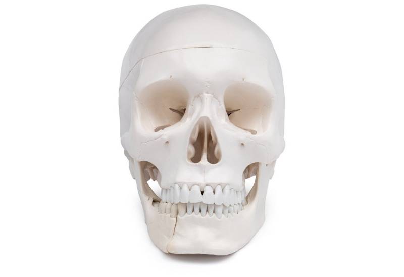 Cranstein Scientific Dekoobjekt Schädel Anatomie Modell lebensgroß 4 teilig Dental mit Unterkieferklap Cranstein Scientific Dekoobjekt Schädel Anatomie Modell lebensgroß 4 teilig Dental mit Unterkieferklap von Cranstein Scientific