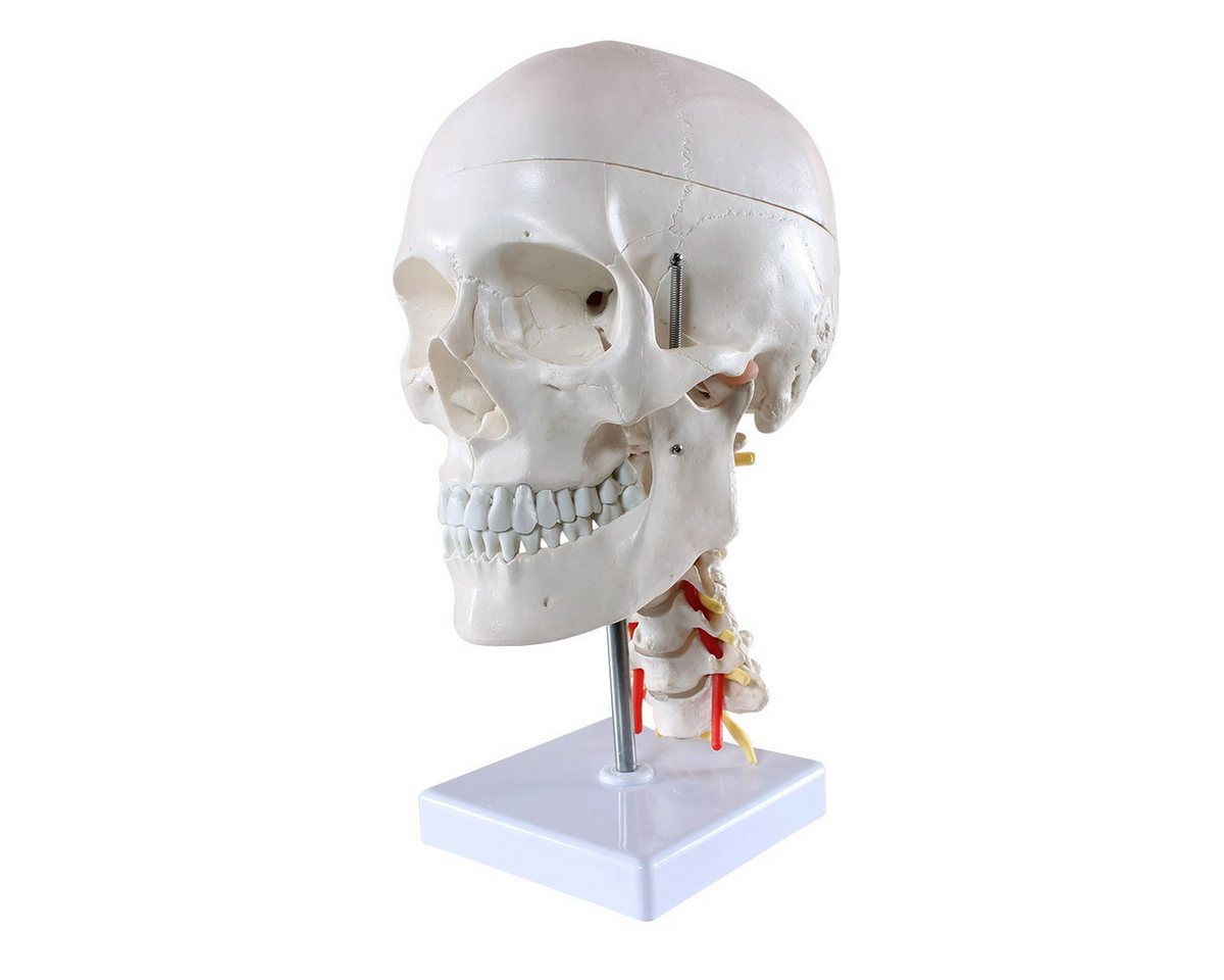 Cranstein Scientific Dekoobjekt Schädel Anatomie Modell lebensgroß 4 teilig Halswirbelsäule auf Stativ von Cranstein Scientific