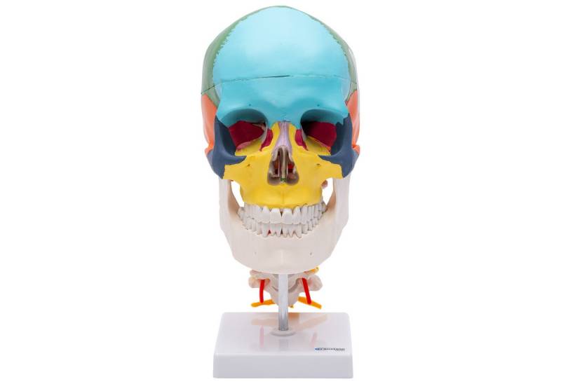 Cranstein Scientific Dekoobjekt Schädel Anatomie Modell lebensgroß 4 teilig didaktisch gefärbt Halswir von Cranstein Scientific