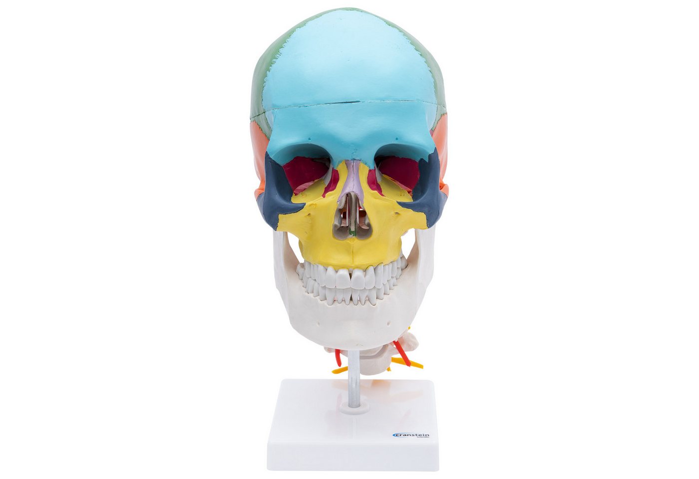 Cranstein Scientific Dekoobjekt Schädel Anatomie Modell lebensgroß 4 teilig flexible Halswirbelsäule g von Cranstein Scientific