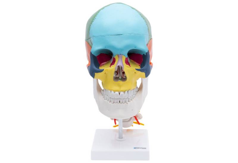 Cranstein Scientific Dekoobjekt Schädel Anatomie Modell lebensgroß 4 teilig flexible Halswirbelsäule g von Cranstein Scientific
