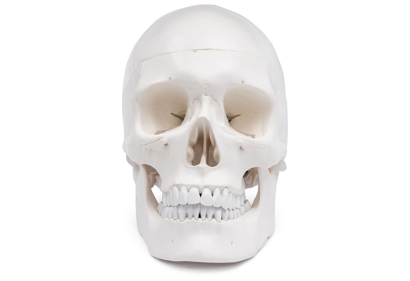 Cranstein Scientific Dekoobjekt Schädel Anatomie Modell lebensgroß 4 teilig mit Dura Mater bewegliche von Cranstein Scientific