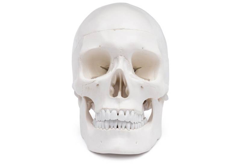Cranstein Scientific Dekoobjekt Schädel Anatomie Modell lebensgroß 4 teilig mit Dura Mater bewegliche Cranstein Scientific Dekoobjekt Schädel Anatomie Modell lebensgroß 4 teilig mit Dura Mater bewegliche von Cranstein Scientific