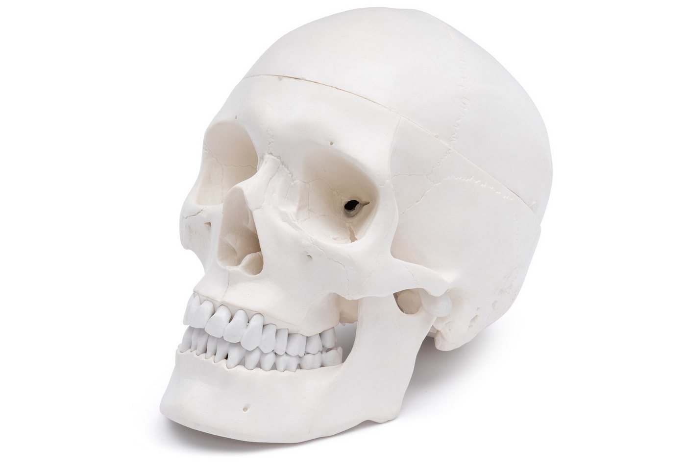 Cranstein Scientific Dekoobjekt Schädel Anatomie Modell lebensgroß mit 8 teiligem Gehirn bewegliche Ki Cranstein Scientific Dekoobjekt Schädel Anatomie Modell lebensgroß mit 8 teiligem Gehirn bewegliche Ki von Cranstein Scientific