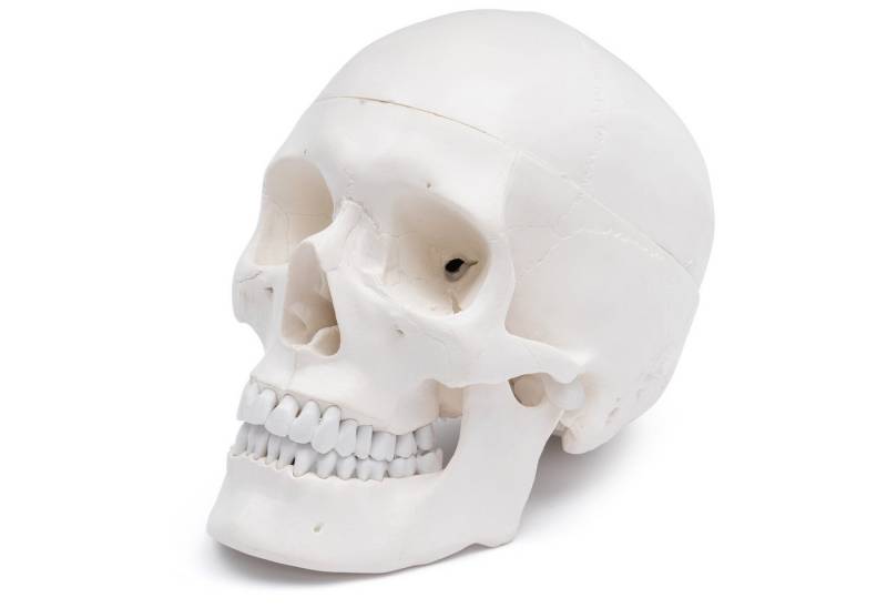 Cranstein Scientific Dekoobjekt Schädel Anatomie Modell lebensgroß mit 8 teiligem Gehirn bewegliche Ki Cranstein Scientific Dekoobjekt Schädel Anatomie Modell lebensgroß mit 8 teiligem Gehirn bewegliche Ki von Cranstein Scientific