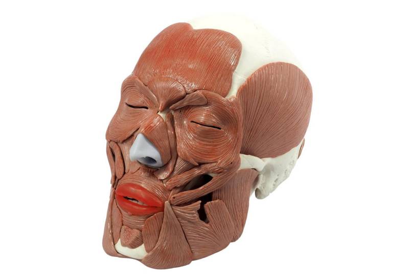 Cranstein Scientific Dekoobjekt Schädel mit 38 Gesichtsmuskeln Anatomie Modell lebensgroß Steckverbind von Cranstein Scientific