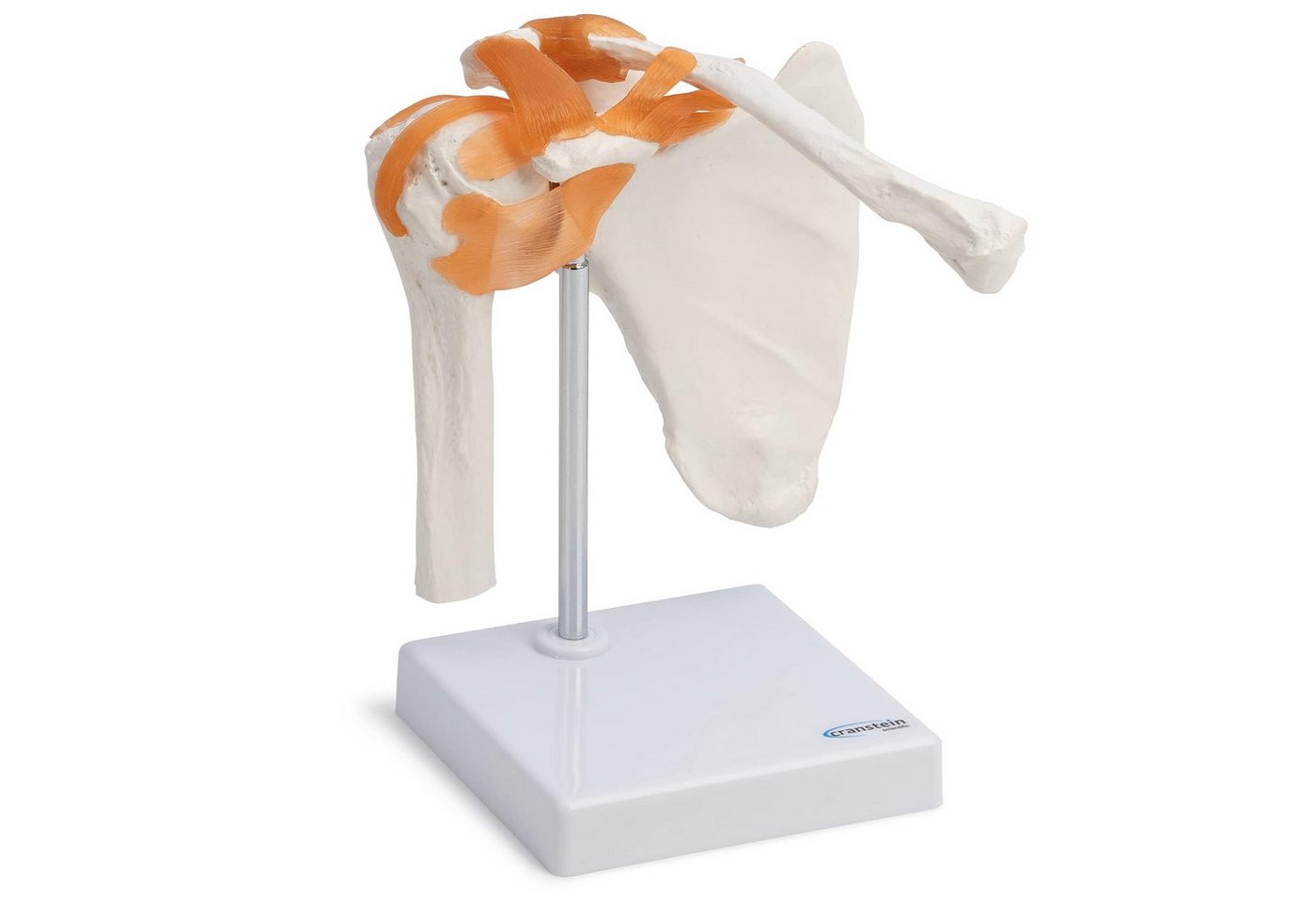 Cranstein Scientific Dekoobjekt Schulter Schultergelenk Anatomie Modell lebensgroß mit Bändern auf Sta von Cranstein Scientific