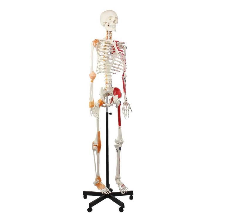 Cranstein Scientific Dekoobjekt Skelett Anatomie Modell 175cm Muskelbemalung & Ligamenten flexible Wi von Cranstein Scientific