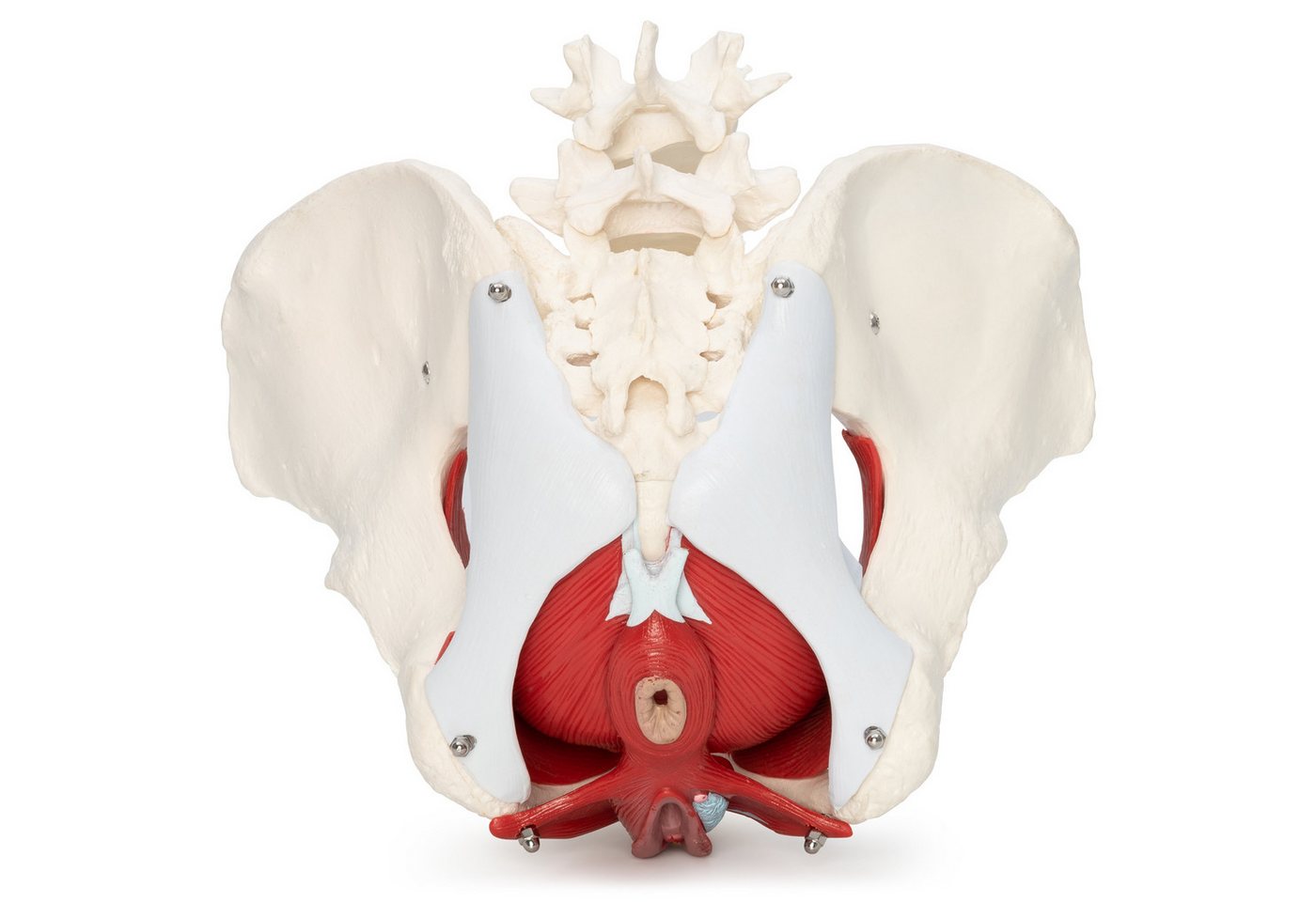 Cranstein Scientific Dekoobjekt Weibliches Becken Anatomie Modell lebensgroß 6 teilig Organe Muskeln von Cranstein Scientific