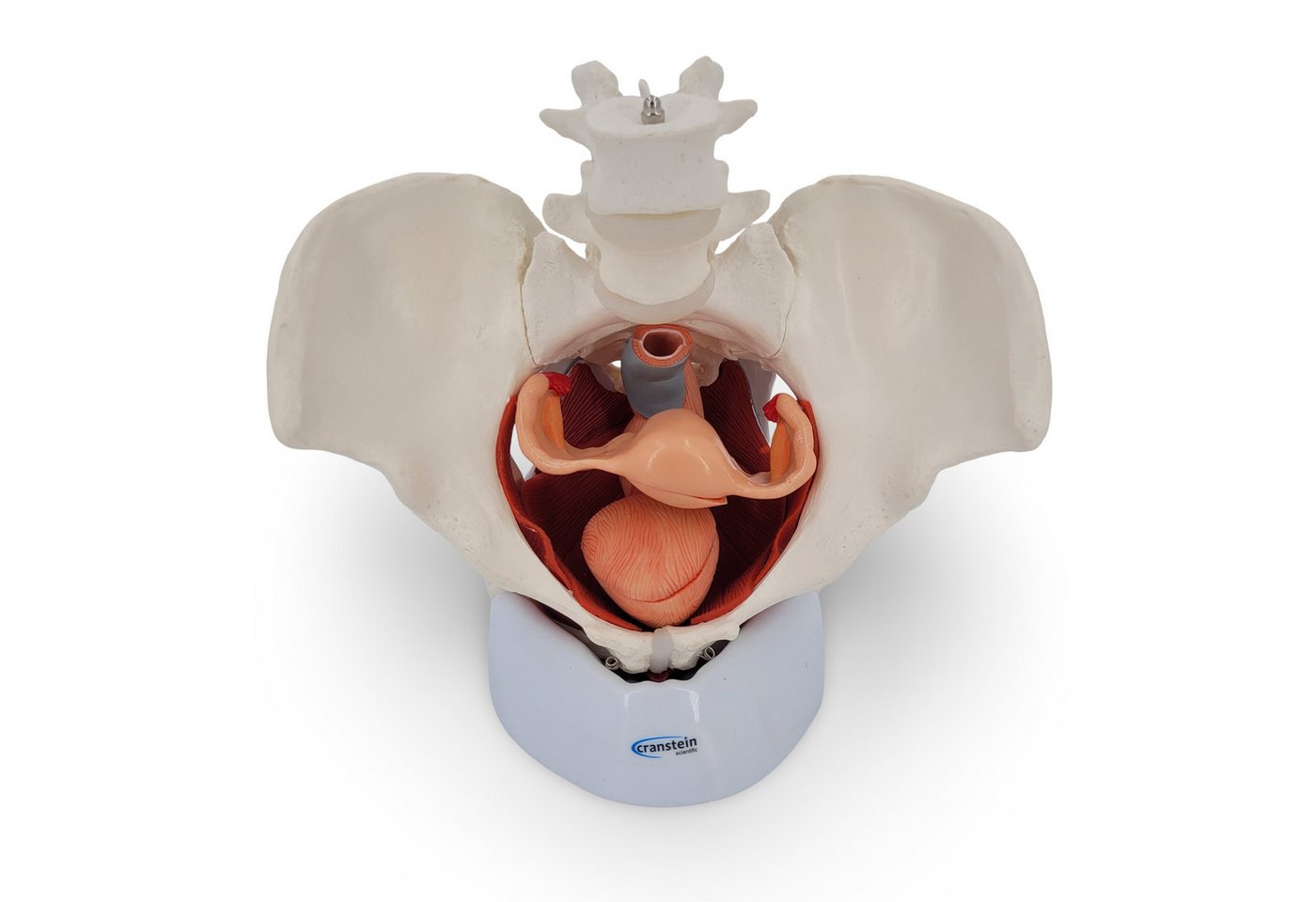 Cranstein Scientific Dekoobjekt Weibliches Becken Anatomie Modell lebensgroß 7 teilig Organe Muskeln a von Cranstein Scientific