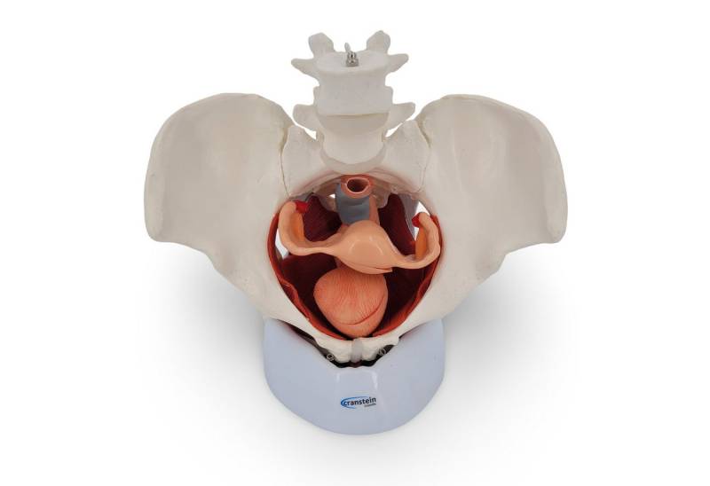 Cranstein Scientific Dekoobjekt Weibliches Becken Anatomie Modell lebensgroß 7 teilig Organe Muskeln a Cranstein Scientific Dekoobjekt Weibliches Becken Anatomie Modell lebensgroß 7 teilig Organe Muskeln a von Cranstein Scientific