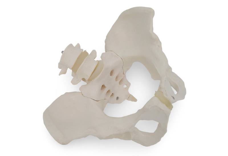 Cranstein Scientific Dekoobjekt Weibliches Becken Anatomie Modell lebensgroß Kreuzbein und 2 Lendenwir Cranstein Scientific Dekoobjekt Weibliches Becken Anatomie Modell lebensgroß Kreuzbein und 2 Lendenwir von Cranstein Scientific