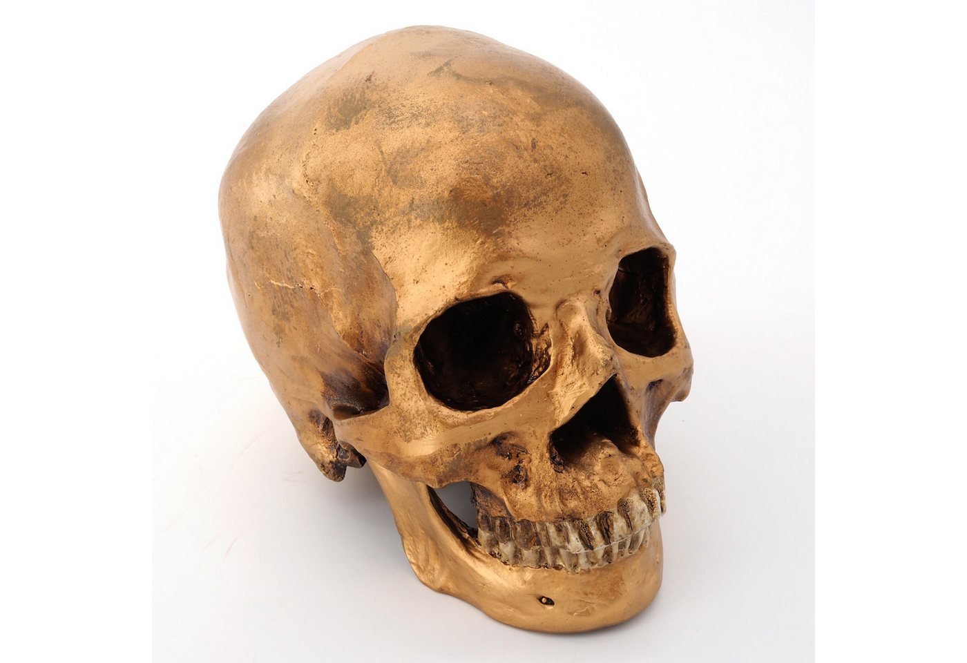 Cranstein Scientific Dekoobjekt menschliches Schädel Modell mit separater Unterkiefer Gold befleckt ha von Cranstein Scientific