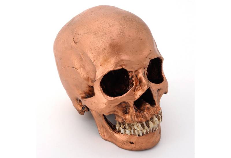 Cranstein Scientific Dekoobjekt menschliches Schädel Modell mit separater Unterkiefer Kupfer befleckt Cranstein Scientific Dekoobjekt menschliches Schädel Modell mit separater Unterkiefer Kupfer befleckt von Cranstein Scientific