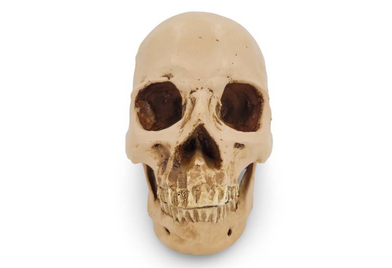 Cranstein Scientific Dekoobjekt menschliches Schädel Modell mit separater Unterkiefer in Lehmfarbe ha von Cranstein Scientific