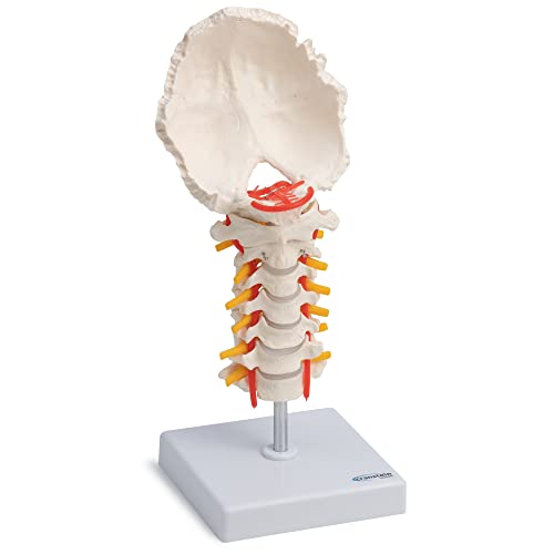 Cranstein A-320 Halswirbelsäule Modell | mit Spinalnerven und Vertebralarterien von Cranstein Scientific