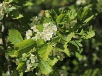 Scharlachdorn, 40-60 cm, Crataegus coccinea, Wurzelware von Crataegus coccinea