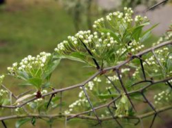 Hahnendorn, 80-100 cm, Crataegus crus-galli, Topfware von Crataegus crus-galli