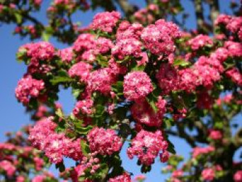 Echter Rotdorn 'Paul's Scarlet', 100-150 cm, Crataegus laevigata 'Paul's Scarlet', Containerware XXL von Crataegus laevigata 'Paul's Scarlet'