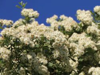 Eingriffeliger Weißdorn, 80-100 cm, Crataegus monogyna, Containerware von Crataegus monogyna