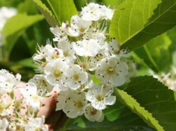 Pflaumenblättrigen Weißdorn, 60-100 cm, Crataegus prunifolia / persimilis, Wurzelware von Crataegus prunifolia / persimilis