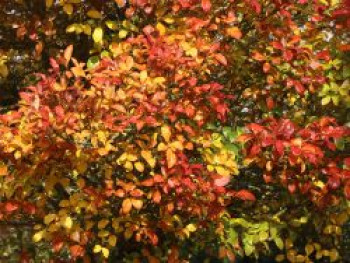 Apfeldorn / Lederblättriger Weißdorn 'Carrierei', 80-100 cm, Crataegus x lavallei 'Carrierei', Topfware von Crataegus x lavallei 'Carrierei'