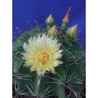 Ferocactus Grazilis Hybrid Kaktus Grosse Pflanze Schöne Stacheln 11 "Bis 12" Breite Gelbe Blumen von CrazyHCactus