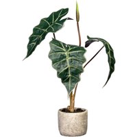 Creativ green Künstliche Zimmerpflanze "Alocasia" von Creativ Green