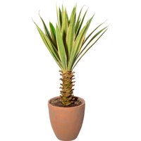 Creativ green Künstliche Zimmerpflanze "Yucca im Terracottatopf" von Creativ Green