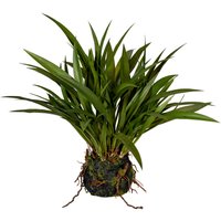 Creativ green Kunstgras "Grasbusch Miscanthus im Moosballen" Creativ green Kunstgras "Grasbusch Miscanthus im Moosballen" von Creativ Green